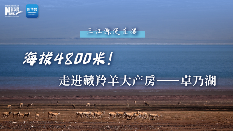 大美中國(guó)｜海拔4800米！走進(jìn)藏羚羊大產(chǎn)房——卓乃湖