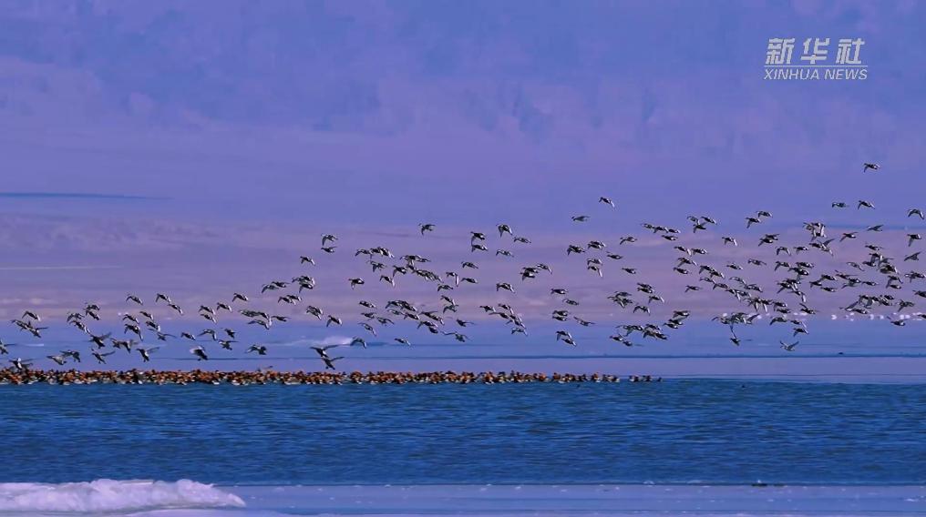 秀我中國(guó)｜青?？婶斂撕叭绠?huà)