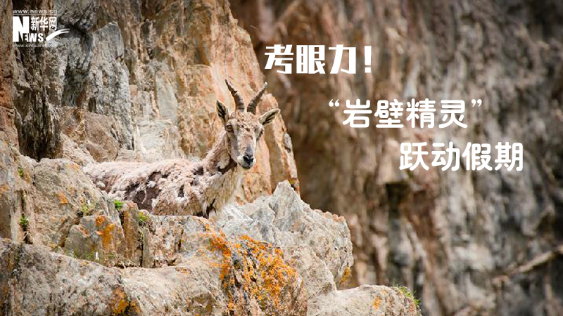 三江源慢直播丨考眼力！&ldquo;巖壁精靈&rdquo;躍動假期