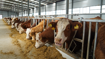 撂荒地變身大牧場(chǎng)&mdash;&mdash;一座高原村落的美麗蝶變