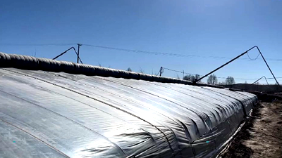 新鮮！青藏高原長(zhǎng)出&ldquo;熱帶水果&rdquo;