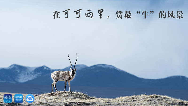 三江源慢直播丨在可可西里，賞最&ldquo;牛&rdquo;的美景