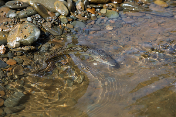 新華全媒+丨青海果洛：在高原增殖放流 讓川陜哲羅鮭&ldquo;回家&rdquo;