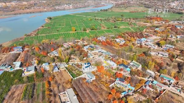 青?；。喝f畝冬小麥染綠黃河畔