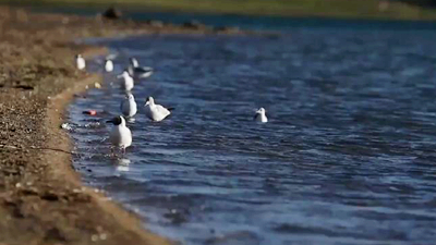 世界野生動植物日，帶您到青藏高原領(lǐng)略&ldquo;野生動物家園&rdquo;