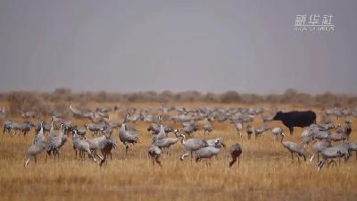 壯觀！遷徙灰鶴&ldquo;備降&rdquo;青海都蘭